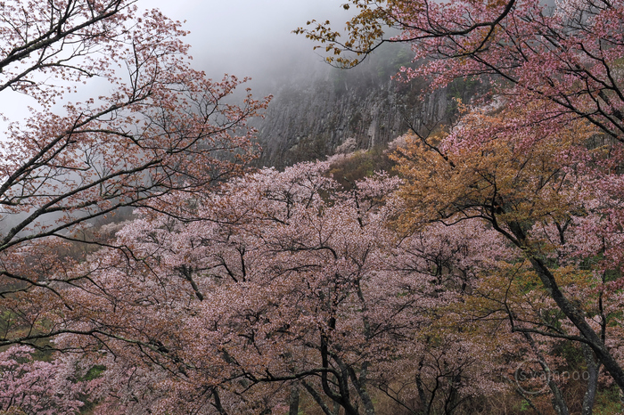 値引きする 日本三代桜滝桜の大正時代の写真 インテリア小物